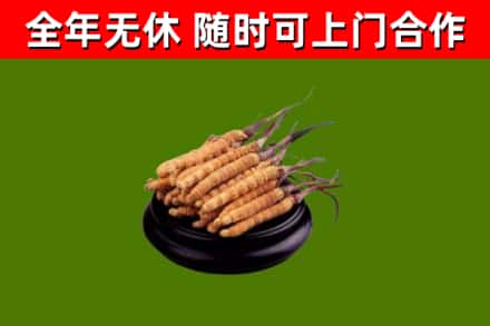 陇南烟酒回收冬虫夏草.jpg