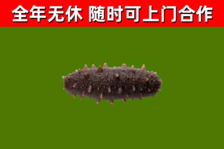 陇南烟酒回收干海参.jpg